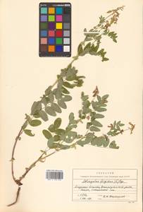 Astragalus frigidus (L.) A.Gray, Siberia, Russian Far East (S6) (Russia)