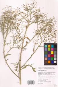 Crambe pinnatifida W.T.Aiton, Eastern Europe, Rostov Oblast (E12a) (Russia)