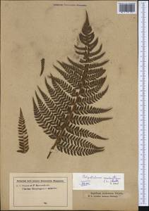 Polystichum aculeatum (L.) Roth, Western Europe (EUR) (Austria)