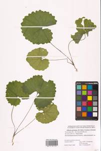 Alliaria petiolata (M.Bieb.) Cavara & Grande, Eastern Europe, Central region (E4) (Russia)