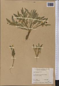 Viola nuttallii Pursh, America (AMER) (Canada)