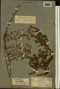 Thymus pallasianus Heinr.Braun, Eastern Europe (no precise locality) (E0) (Not classified)