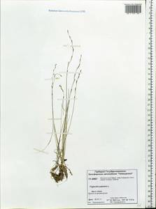 Triglochin palustris L., Siberia, Central Siberia (S3) (Russia)