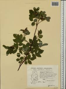 Rosa glabrifolia C. A. Mey. ex Rupr., Eastern Europe, Volga-Kama region (E7) (Russia)