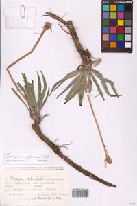Takhtajaniantha austriaca (Willd.) Zaika, Sukhor. & N. Kilian, Eastern Europe, Middle Volga region (E8) (Russia)