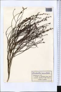 Dodartia orientalis L., Middle Asia, Karakum (M6) (Turkmenistan)