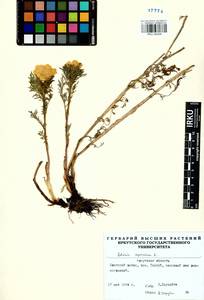 Adonis sibirica Patrin ex Ledeb., Siberia, Baikal & Transbaikal region (S4) (Russia)