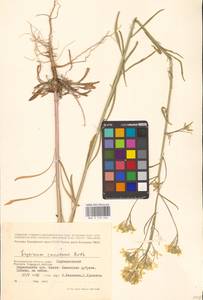 Erysimum diffusum Ehrh., Eastern Europe, Lower Volga region (E9) (Russia)