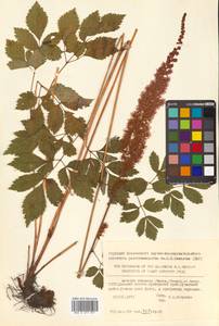 Astilbe rubra Hook. fil. & Thomson, Siberia, Russian Far East (S6) (Russia)
