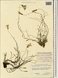 Campanula bellidifolia subsp. bellidifolia, Caucasus, North Ossetia, Ingushetia & Chechnya (K1c) (Russia)