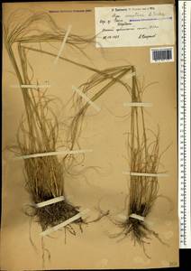 Stipa sareptana A.K.Becker, Caucasus, Armenia (K5) (Armenia)