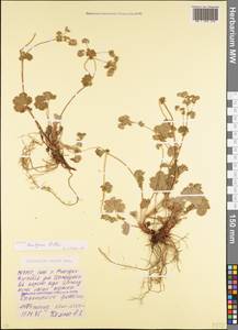 Alchemilla bombycina Rothm., Caucasus, North Ossetia, Ingushetia & Chechnya (K1c) (Russia)