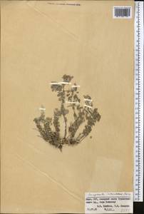 Campanula incanescens Boiss., Middle Asia, Pamir & Pamiro-Alai (M2) (Kyrgyzstan)