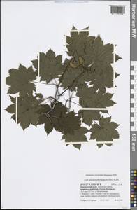 Acer pseudosieboldianum (Pax) Kom., Siberia, Russian Far East (S6) (Russia)