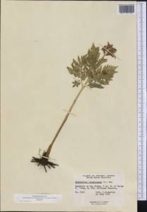 Botrypus virginianus (L.) Michx., America (AMER) (Canada)