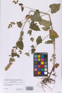 Nepeta cataria L., Eastern Europe, Moscow region (E4a) (Russia)