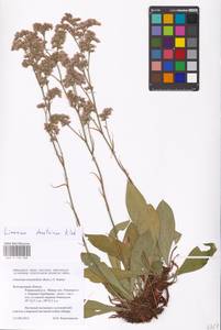 Limonium tomentellum (Boiss.) Kuntze, Eastern Europe, Central forest-and-steppe region (E6) (Russia)