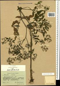 Berula erecta (Huds.) Coville, Caucasus, Azerbaijan (K6) (Azerbaijan)
