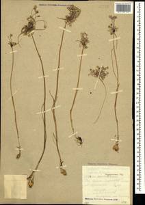 Allium flavum subsp. tauricum (Besser ex Rchb.) K.Richt., Crimea (KRYM) (Russia)