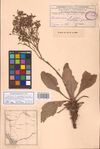Limonium gmelinii (Willd.) Kuntze, Middle Asia, Caspian Ustyurt & Northern Aralia (M8) (Kazakhstan)