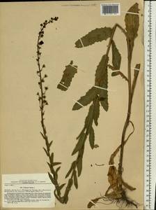 Verbascum blattaria L., Eastern Europe, South Ukrainian region (E12) (Ukraine)