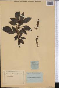 Populus balsamifera, America (AMER) (Not classified)