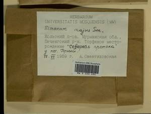Dicranum majus Turner, Bryophytes, Bryophytes - Karelia, Leningrad & Murmansk Oblasts (B4) (Russia)