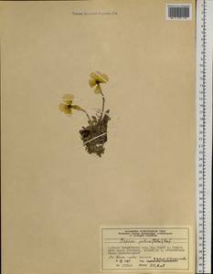 Papaver radicatum subsp. polare Tolm., Siberia, Central Siberia (S3) (Russia)