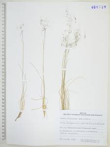 Ptilagrostis alpina (F.Schmidt) Sipliv., Siberia, Russian Far East (S6) (Russia)