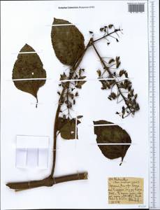 Plectranthus garckeanus (Vatke) J.K.Morton, Africa (AFR) (Ethiopia)