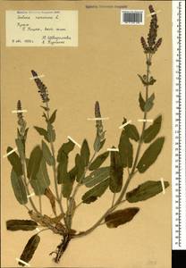 Salvia nemorosa subsp. pseudosylvestris (Stapf) Bornm., Crimea (KRYM) (Russia)