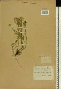 Alyssum gmelinii Jord. & Fourr., Eastern Europe, Central forest-and-steppe region (E6) (Russia)