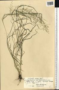 Eragrostis minor Host, Eastern Europe, South Ukrainian region (E12) (Ukraine)