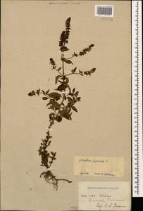 Mentha × piperita L., Caucasus, Armenia (K5) (Armenia)