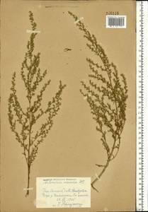 Artemisia arenaria DC., Eastern Europe, North Ukrainian region (E11) (Ukraine)