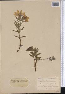 Chamaenerion latifolium (L.) Sweet, America (AMER) (Greenland)