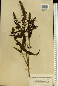Lythrum salicaria L., Eastern Europe, Middle Volga region (E8) (Russia)