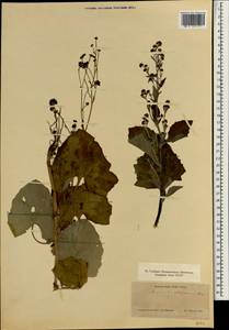 Adenocaulon himalaicum Edgew., South Asia, South Asia (Asia outside ex-Soviet states and Mongolia) (ASIA) (Japan)