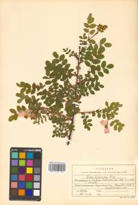 Rosa koreana Kom., Siberia, Russian Far East (S6) (Russia)