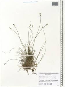 Carex loliacea L., Siberia, Baikal & Transbaikal region (S4) (Russia)