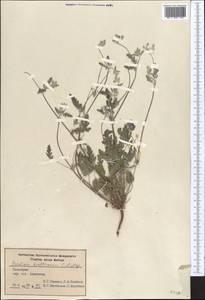Erodium hoefftianum C. A. Meyer, Middle Asia, Syr-Darian deserts & Kyzylkum (M7) (Uzbekistan)