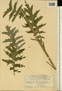 Cirsium oleraceum (L.) Scop., Eastern Europe, Moscow region (E4a) (Russia)
