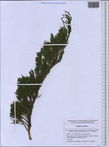 Juniperus sabina L., Eastern Europe, Lower Volga region (E9) (Russia)