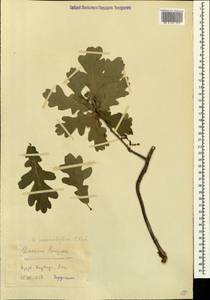 Quercus robur subsp. pedunculiflora (K.Koch) Menitsky, Caucasus, Azerbaijan (K6) (Azerbaijan)