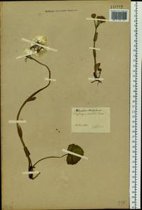 Petasites rubellus (J. F. Gmel.) J. Toman, Siberia, Baikal & Transbaikal region (S4) (Russia)