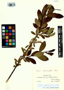 Salix saposhnikovii A. K. Skvortsov, Siberia, Baikal & Transbaikal region (S4) (Russia)