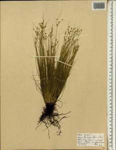 Juncus, Africa (AFR) (Ethiopia)