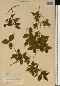 Euonymus verrucosus Scop., Eastern Europe, Moscow region (E4a) (Russia)