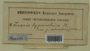 Funaria hygrometrica Hedw., Bryophytes, Bryophytes - America (BAm) (Brazil)