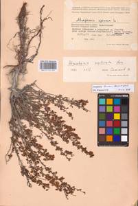 Atraphaxis replicata Lam., Eastern Europe, Lower Volga region (E9) (Russia)